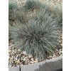 Festuca valesiaca glaucantha  - kostřava modrá