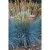 Festuca valesiaca glaucantha  - kostřava modrá
