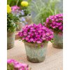 Delosperma cooperi Ice Cream™ Purple 41622 S 1