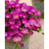 Delosperma cooperi Ice Cream™ Purple 41622 C 1