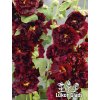 Alcea rosea DOUBLE PURPLE - topolovka, proskurník