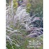 Miscanthus sinensis KLEINE FONTAINE - ozdobnice čínská