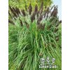 Pennisetum alopecuroides BLACK BEAUTY - dochan, vousatec