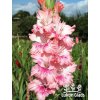 Mečík JAHODOVÝ POHÁR - gladiolus