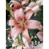 Lilie MORPHO PINK - lilium