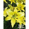 Lilie YELLOW POWER - lilium