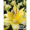 Lilie EXOTIC SUN - lilium