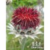 Centaurea atropurpurea - chrpa