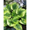 Hosta SUMMER LOVIN - bohyška, funkie