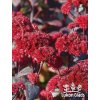 Sedum telephium RED CAULI - rozchodník