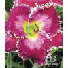 Denivka RUBY CLAIRE MINS - hemerocallis