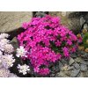 Phlox douglasii CRACKERJACK