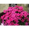 Phlox douglasii CRACKERJACK