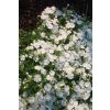 Phlox subulata White Delight 14371 S 1