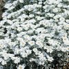 Cerastium tomentosum SILVER WHITE - rožec plstnatý