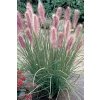 Pennisetum alopecuroides RED HEAD - dochan, vousatec