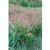 Pennisetum orientale KARLEY ROSE - dochan, vousatec