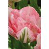 Tulipán FINOLA - tulipa