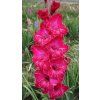 Mečík AGUNG - gladiolus