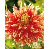 Jiřina BODACIOUS - dahlia