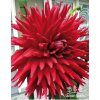 Jiřina HOLLYHILL BIG RED - dahlia