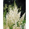 Astilbe arendsii DIAMANT - čechrava