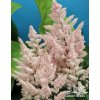 Astilbe arendsii NEW WAVE - čechrava