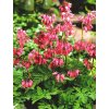 Dicentra formosa LUXURIANT  - srdcovka nádherná, srdíčko
