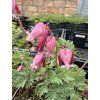 Dicentra formosa LUXURIANT  - srdcovka nádherná, srdíčko