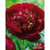 Paeonia RED GLORY - pivoňka