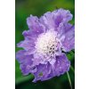 Scabiosa caucasica Perfecta Mid Blue 11996 C 1