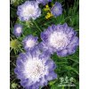 Scabiosa caucasica PERFECTA MID BLUE - hlaváč kavkazský