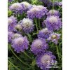 Scabiosa columbaria MARIPOSA BLUE