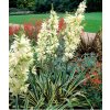 Yucca filamentosa BRIGHT EDGE