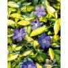 Vinca minor VARIEGATED GOLDEN