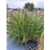 Pennisetum alopecuroides var. viridescens - dochan, vousatec