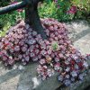 Sedum spathulifolium PURPUREA - rozchodník lžičkolistý