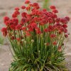 Armeria maritima BALLERINA RED - trávnička přímořská