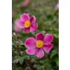 splendens anemone 73225 1