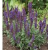Salvia superba NEW DIMENSION BLUE