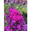 Phlox paniculata HANNAH - plamenka latnatá, flox