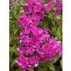 Phlox paniculata HANNAH - plamenka latnatá, flox