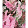 Caladium PINK BEAUTY - kaládie, andělská křídla