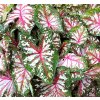 Caladium TAPESTRY1