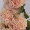 Alcea Double Apricot
