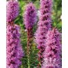 Liatris spicata VIOLET - NAHRNKOVANÝ