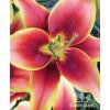 Lilie AVALON SUNSET - lilium