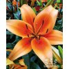 Lilie SUNSET BOULEVARD - lilium