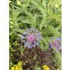 Centaurea montana - chrpa horská