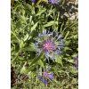 Centaurea montana - chrpa horská